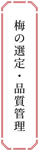 梅の選定・品質管理